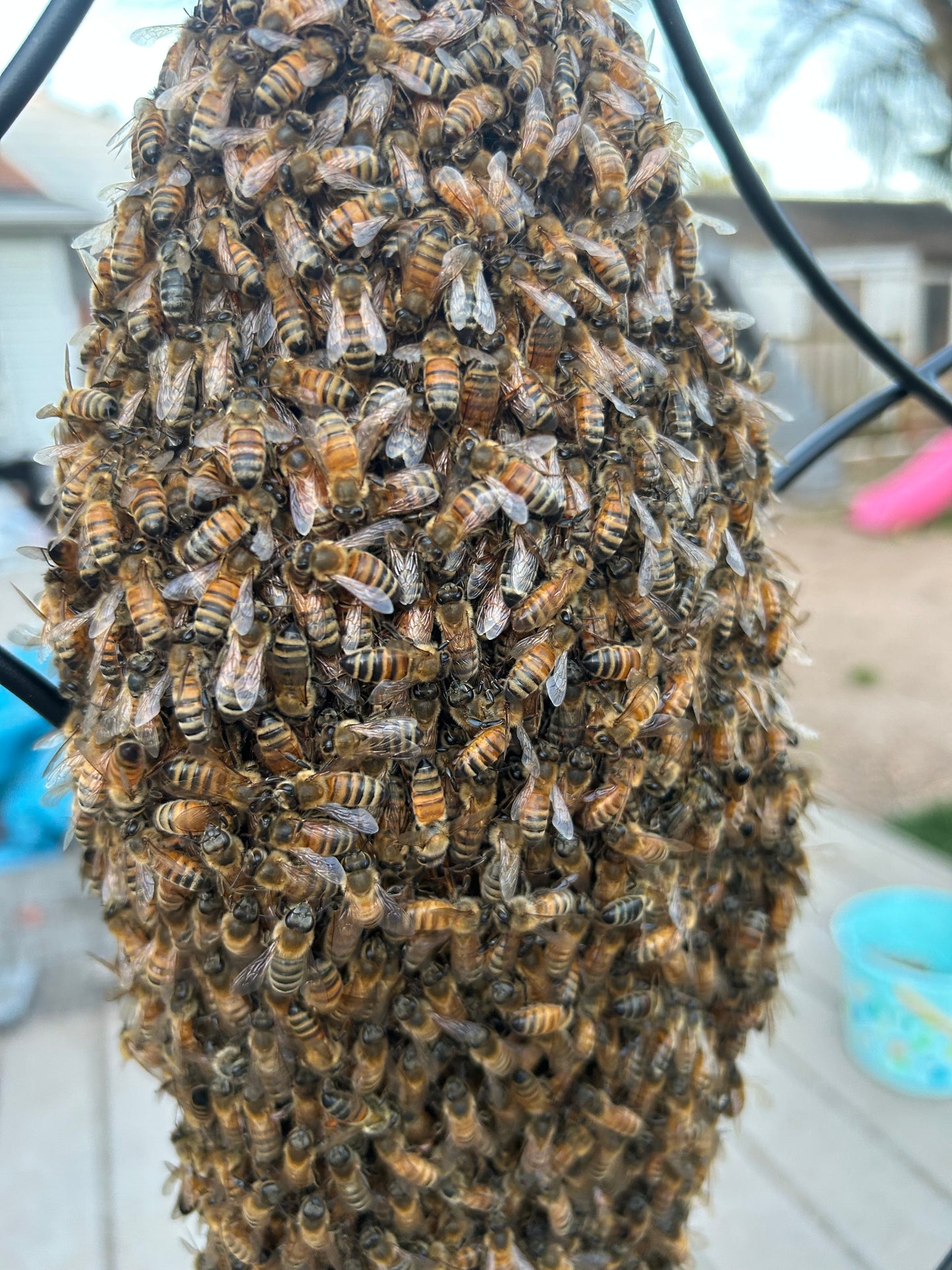 Homestead Harvested Honey