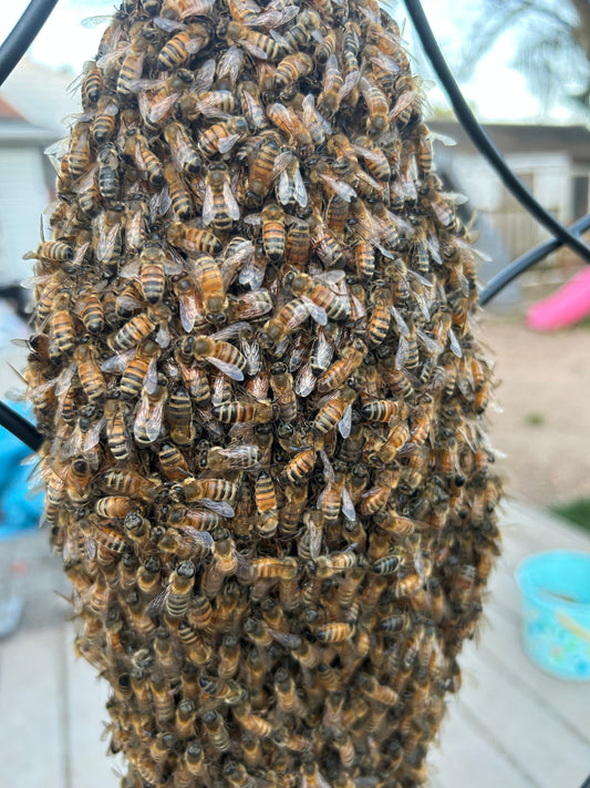 Homestead Harvested Honey